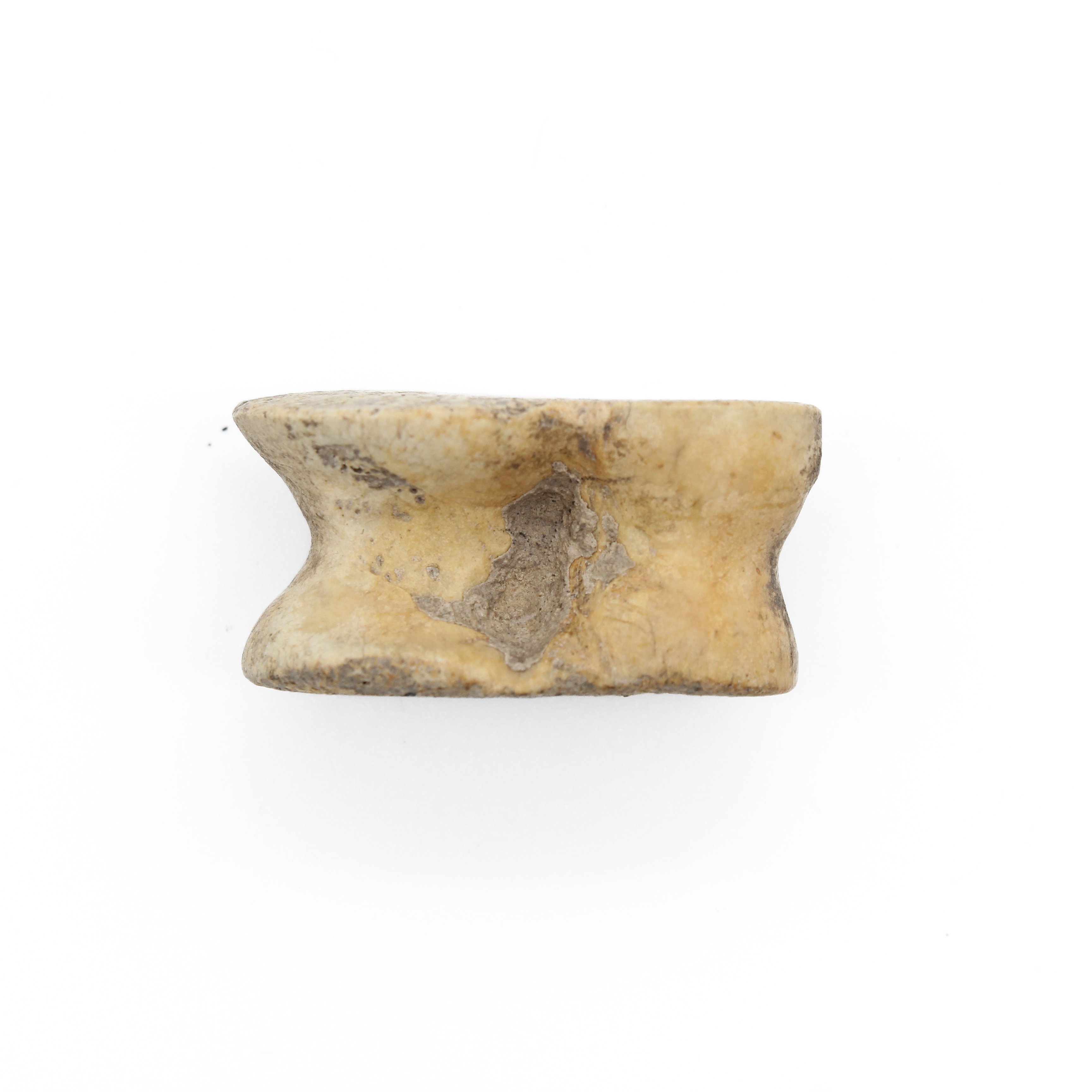кістка (Національний історико-культурний заповідник «Чигирин» CC BY-NC-SA)