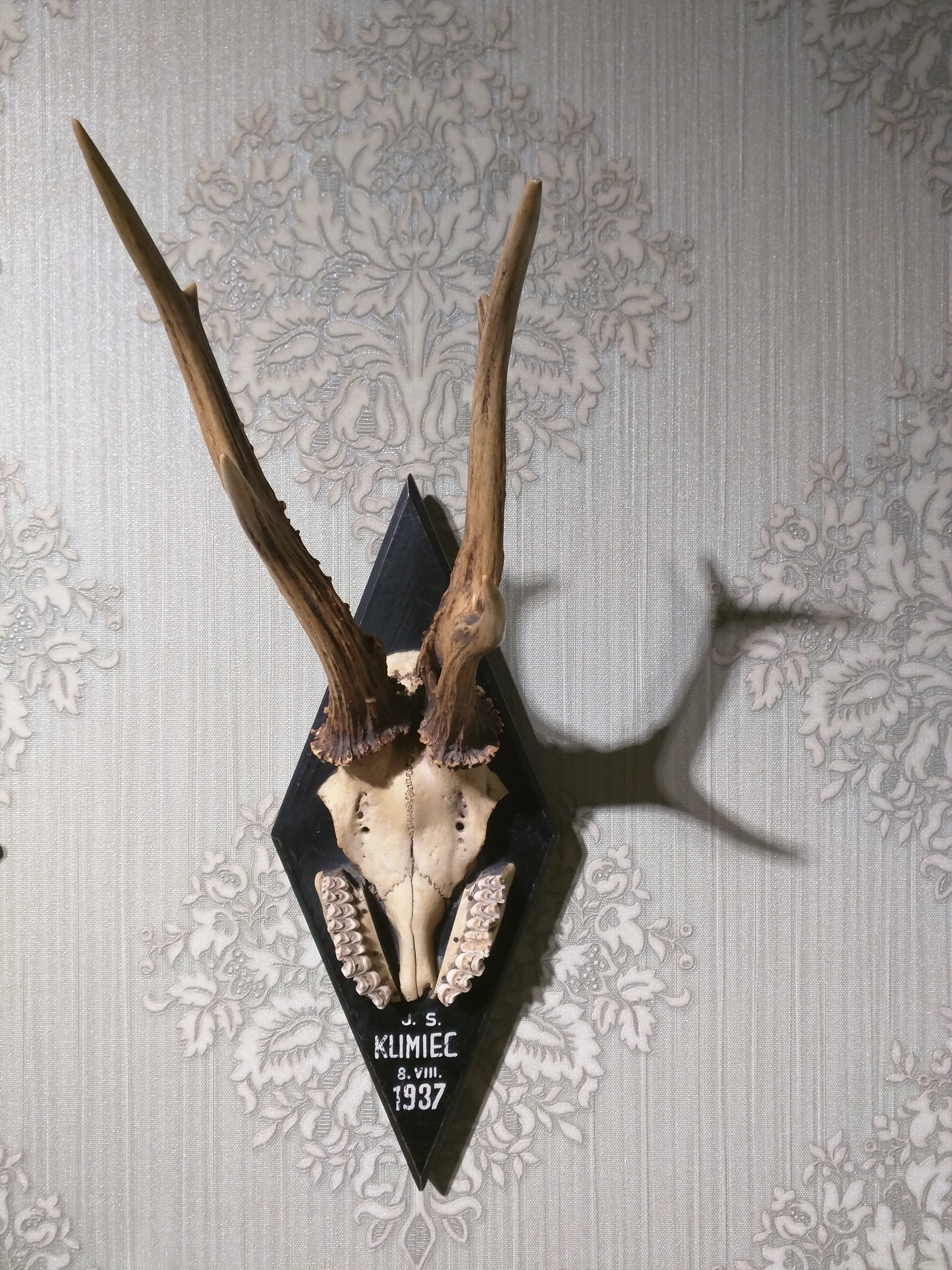Роги сарни (або дикого козла) з черепом і частинами щелепи. (Меморіальний музей тоталітарних режимів "Територія Терору". CC BY-NC-SA)