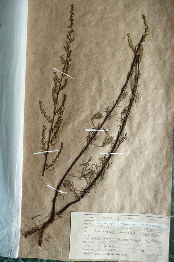 Полин польовий (Artemisia campestris ) (Рівненський обласний краєзнавчий музей CC BY-NC-SA)