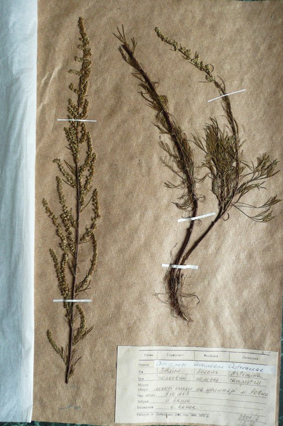 Полин польовий (Artemisia campestris) (Рівненський обласний краєзнавчий музей CC BY-NC-SA)
