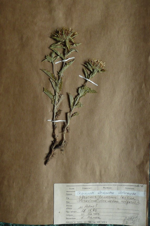 Відкасник звичайний (Carlina vulgaris) (Рівненський обласний краєзнавчий музей CC BY-NC-SA)
