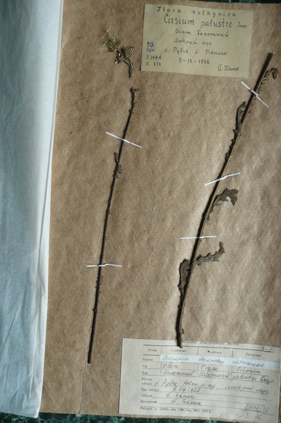 Осот болотяний (Cirsium palustre) (Рівненський обласний краєзнавчий музей CC BY-NC-SA)