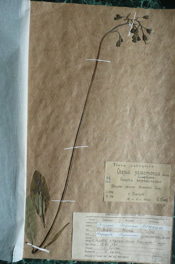 Скереда вищерблена (Crepis praemorsa) (Рівненський обласний краєзнавчий музей CC BY-NC-SA)