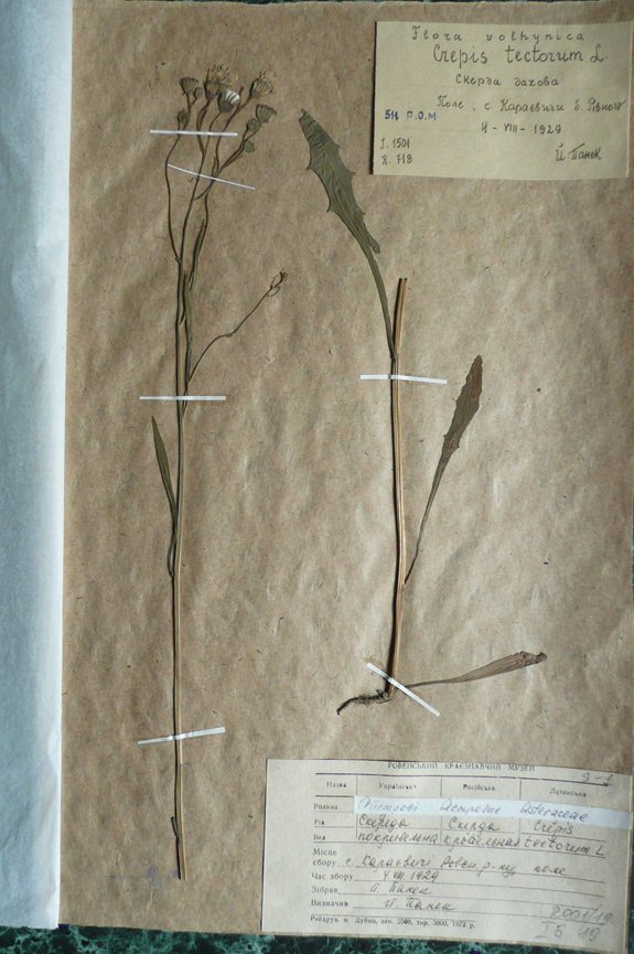 Скереда покривельна (Crepis tectorum) (Рівненський обласний краєзнавчий музей CC BY-NC-SA)