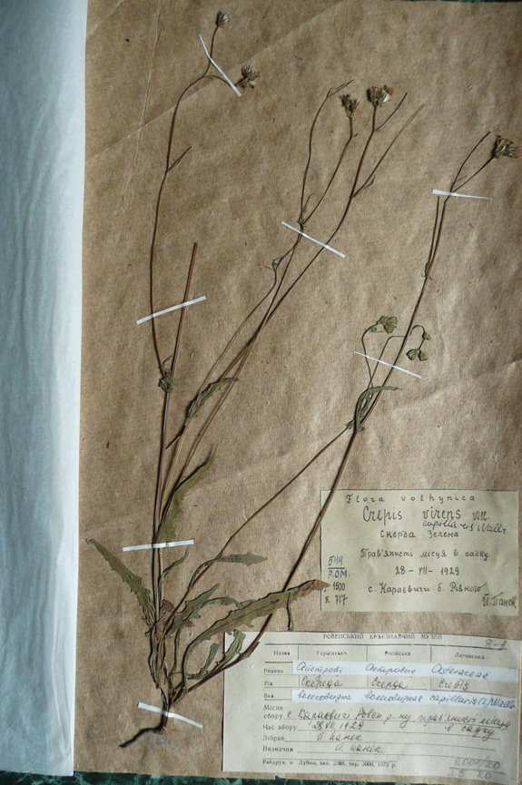 Скереда зелена (Сrepis cappilaris) (Рівненський обласний краєзнавчий музей CC BY-NC-SA)