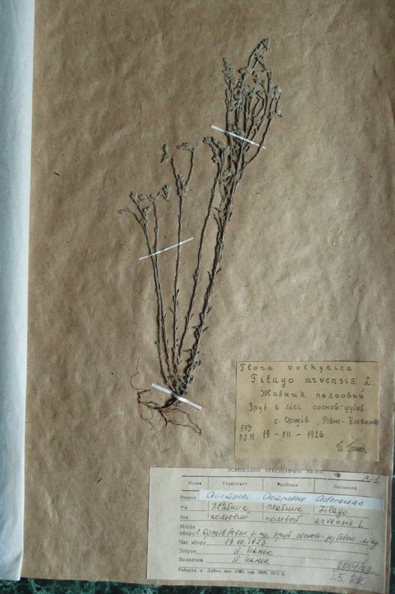Жабник польовий (Filago arvensis) (Рівненський обласний краєзнавчий музей CC BY-NC-SA)