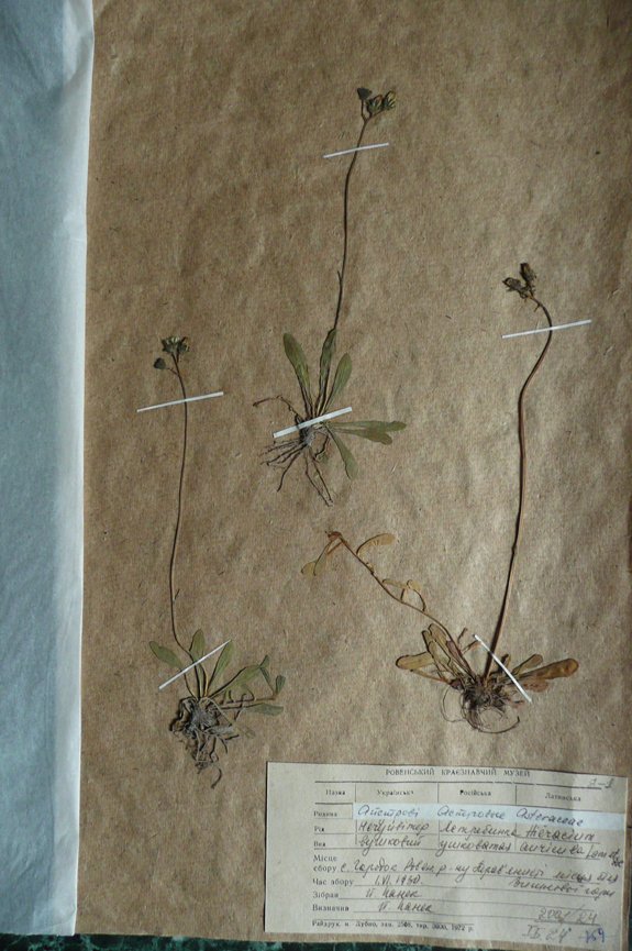 Нечуйвітер вушковий (Hieracium auricula) (Рівненський обласний краєзнавчий музей CC BY-NC-SA)