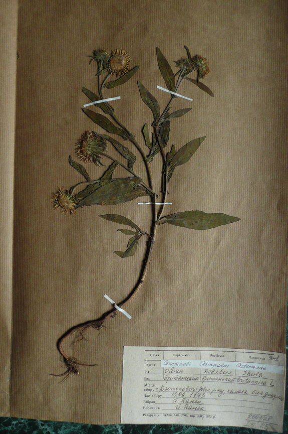 Оман британський (Inula britannica) (Рівненський обласний краєзнавчий музей CC BY-NC-SA)
