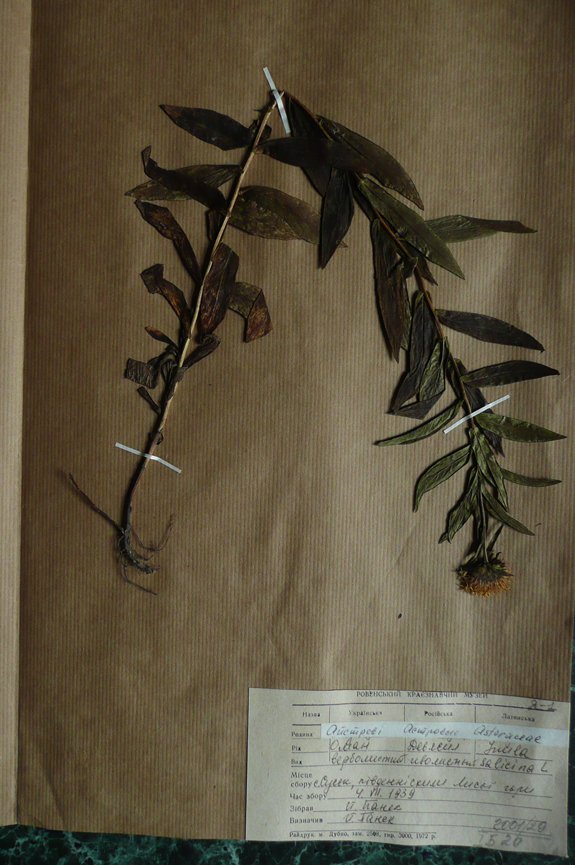 Оман верболистий (Inula salicina) (Рівненський обласний краєзнавчий музей CC BY-NC-SA)