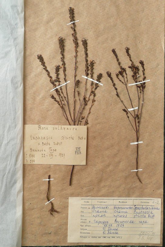 Очанка пряма (Euphrásia strícta) (Рівненський обласний краєзнавчий музей CC BY-NC-SA)