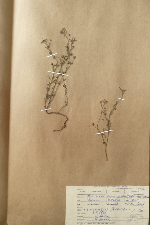 Льонок малий (Linaria minor) (Рівненський обласний краєзнавчий музей CC BY-NC-SA)