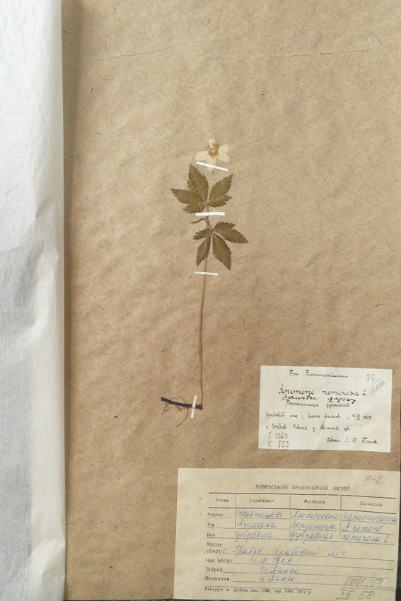Анемона дібровна (Anemone nemorosa) (Рівненський обласний краєзнавчий музей CC BY-NC-SA)