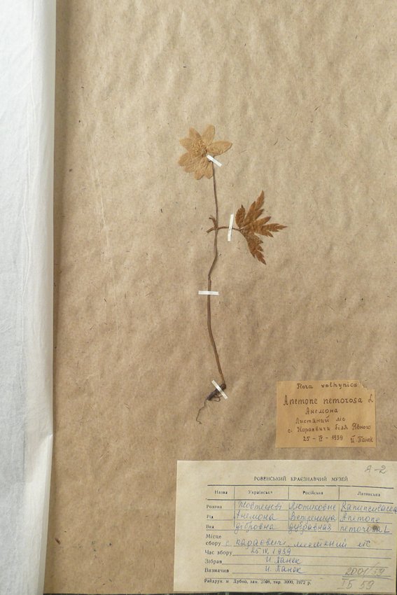Анемона дібровна (Anemone nemorosa) (Рівненський обласний краєзнавчий музей CC BY-NC-SA)