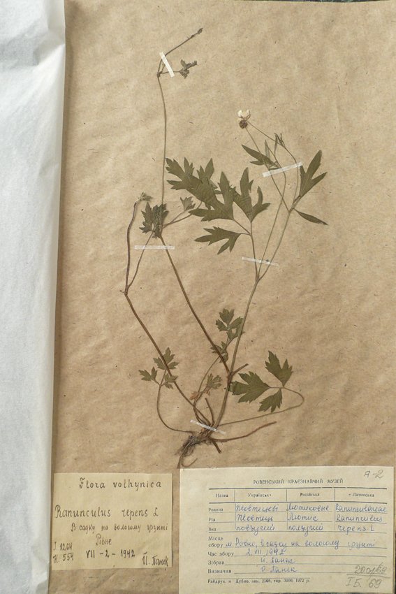 Жовтець повзучий (Ranunculus repens) (Рівненський обласний краєзнавчий музей CC BY-NC-SA)