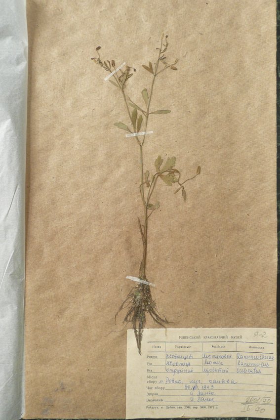 Жовтець отруйний (Ranunculus sceleratus) (Рівненський обласний краєзнавчий музей CC BY-NC-SA)