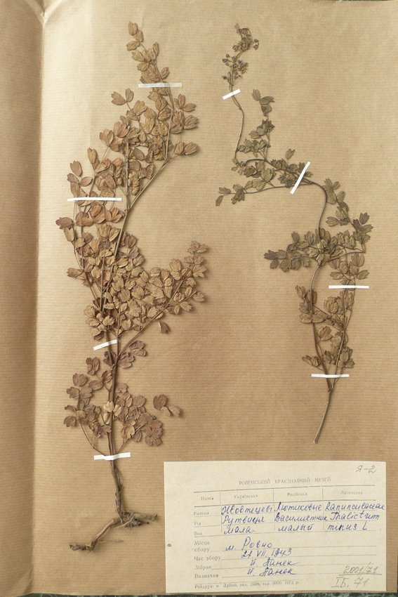 Рутвиця мала (Thalictrum minus) (Рівненський обласний краєзнавчий музей CC BY-NC-SA)