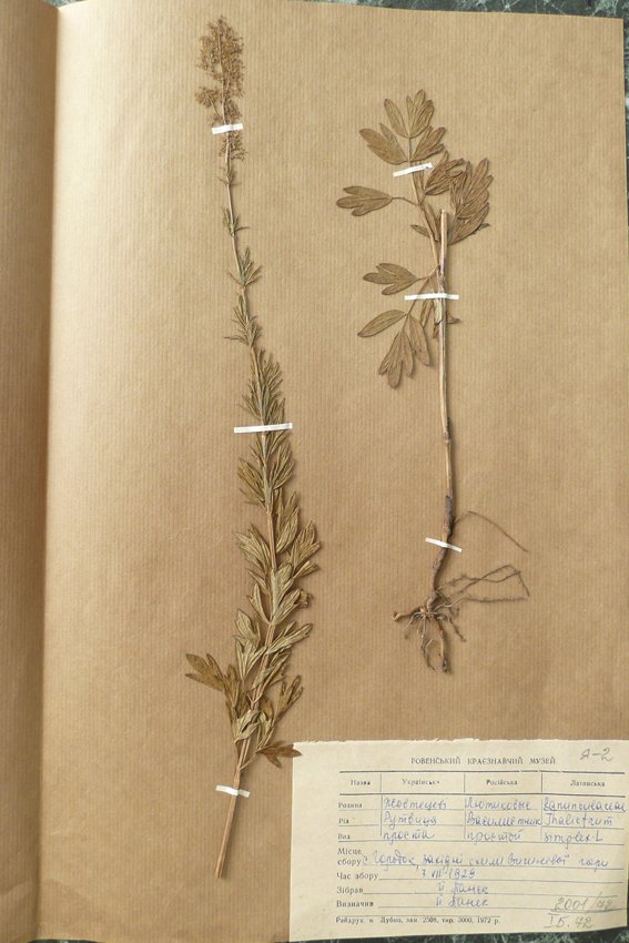 Рутвиця проста (Thalictrum simplex) (Рівненський обласний краєзнавчий музей CC BY-NC-SA)