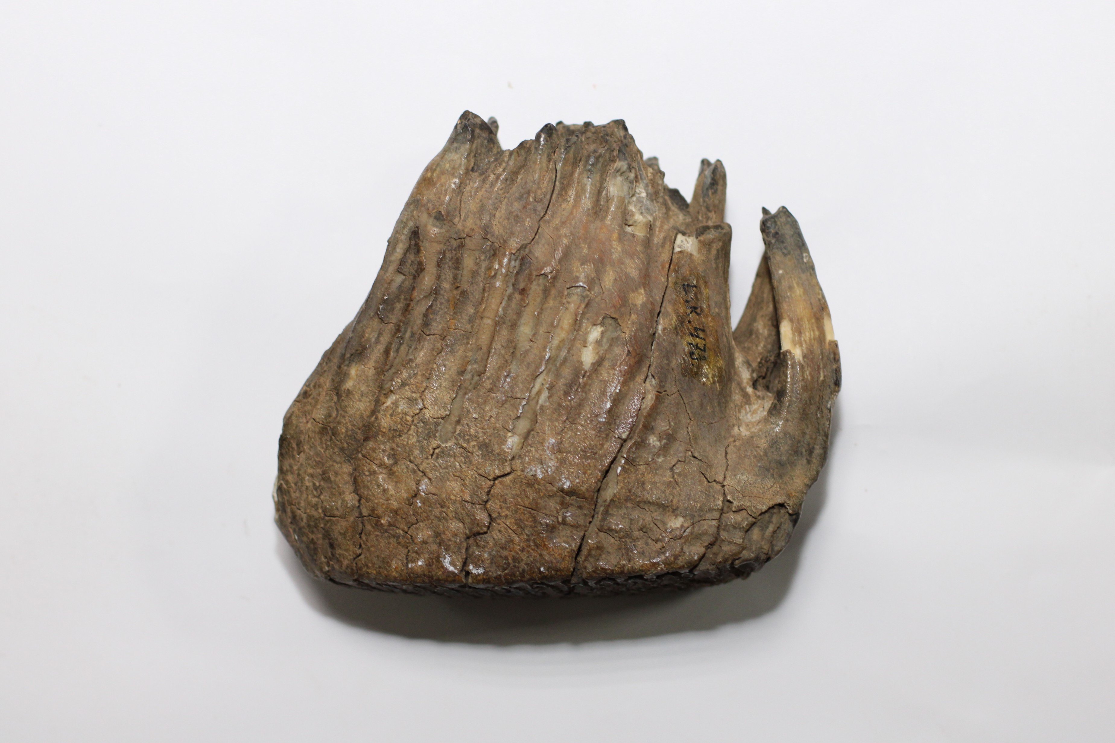 Зуб мамонта (Кременецький краєзнавчий музей CC BY-NC-SA)
