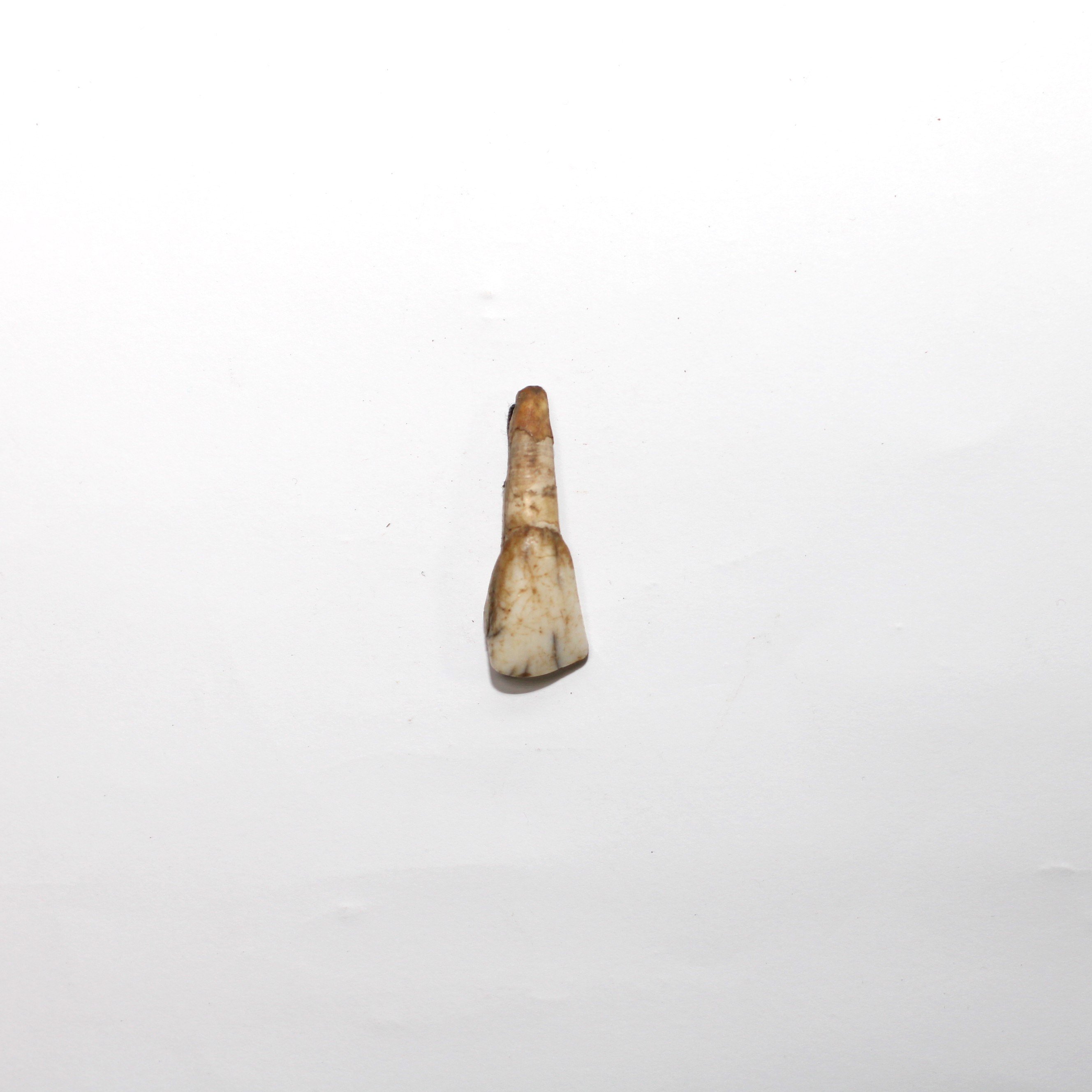 Зуб кінський (Кременецький краєзнавчий музей CC BY-NC-SA)