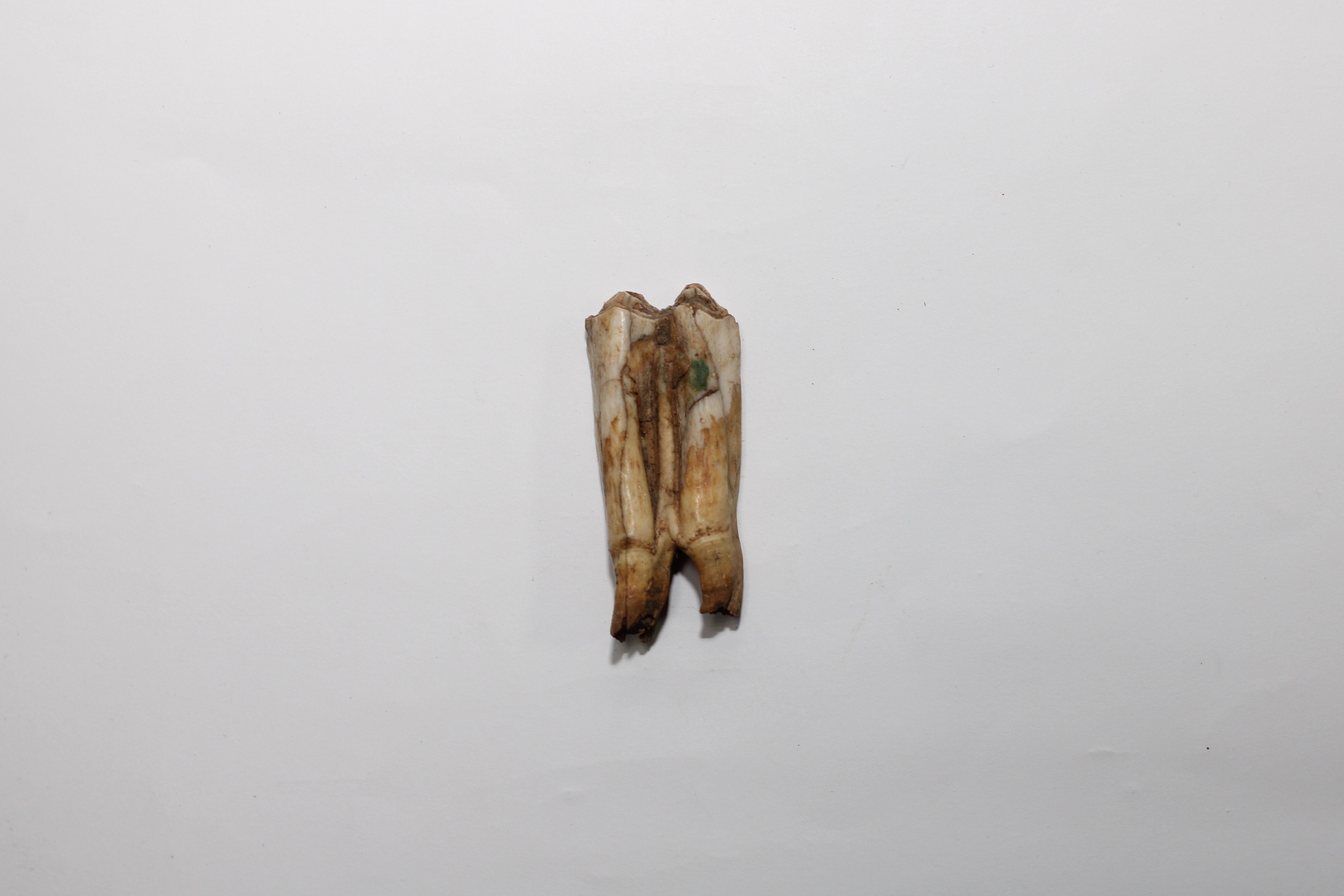 Зуб кінський №3 (Кременецький краєзнавчий музей CC BY-NC-SA)