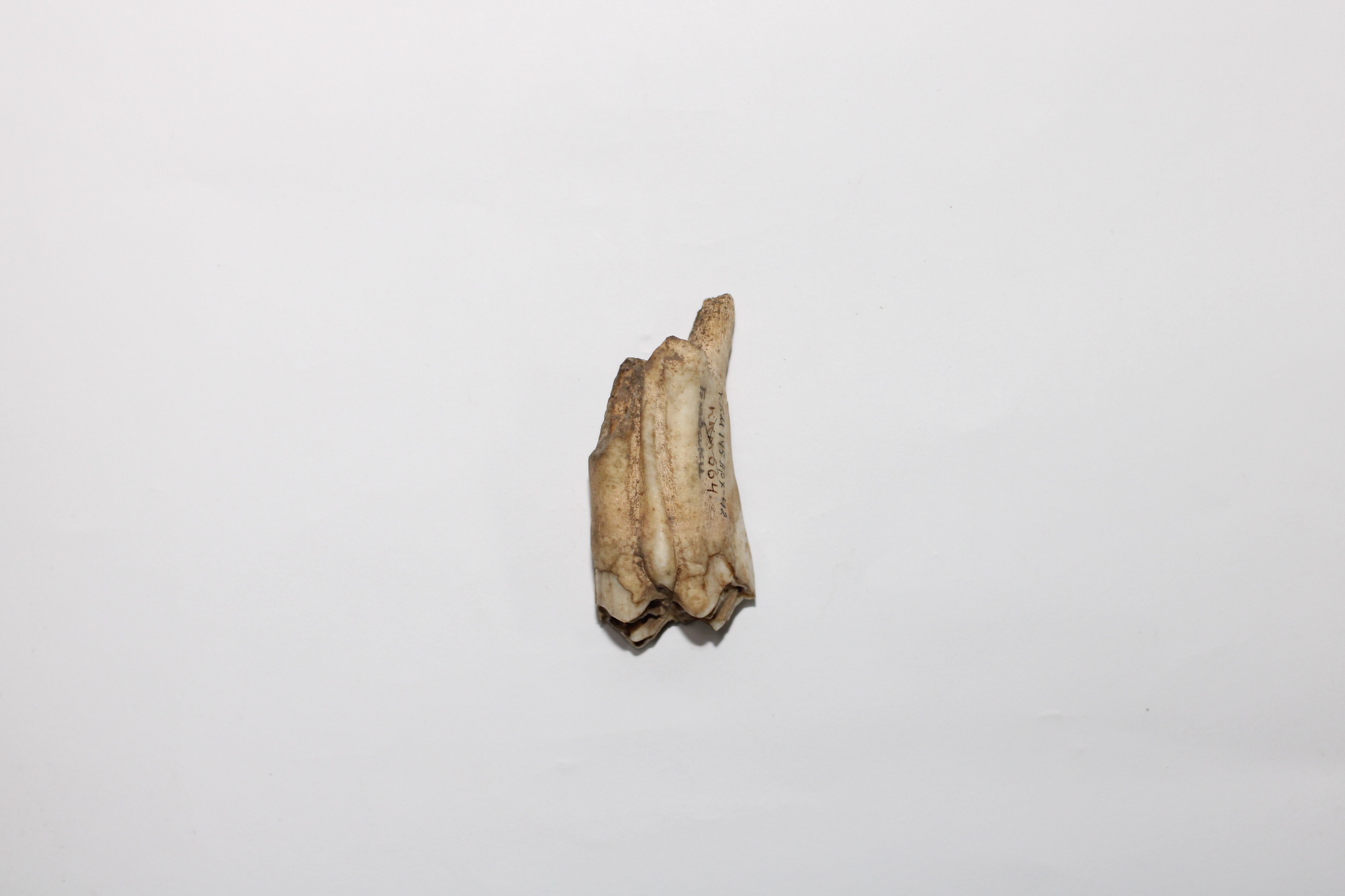 Зуб кінський №4 (Кременецький краєзнавчий музей CC BY-NC-SA)