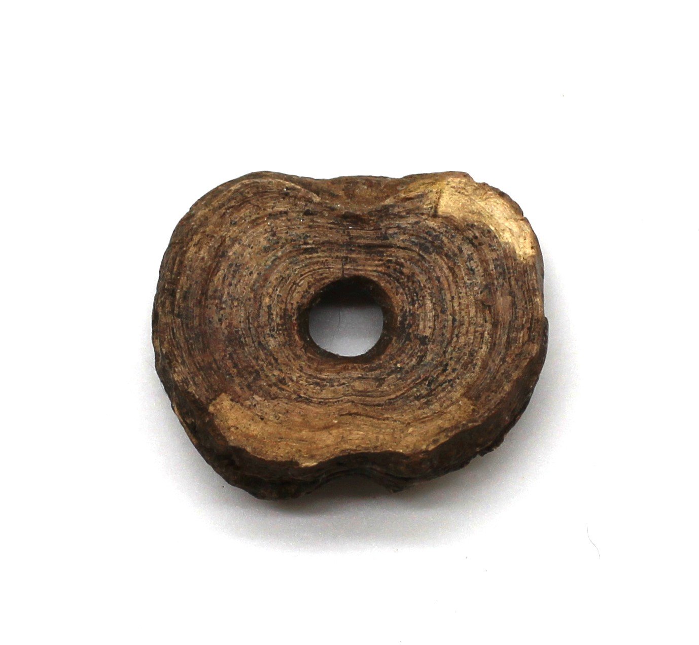 Прясло кістяне, ХІІ ст. - перша половина XIV ст. (Національний заповідник "Хортиця" CC BY-NC-SA)