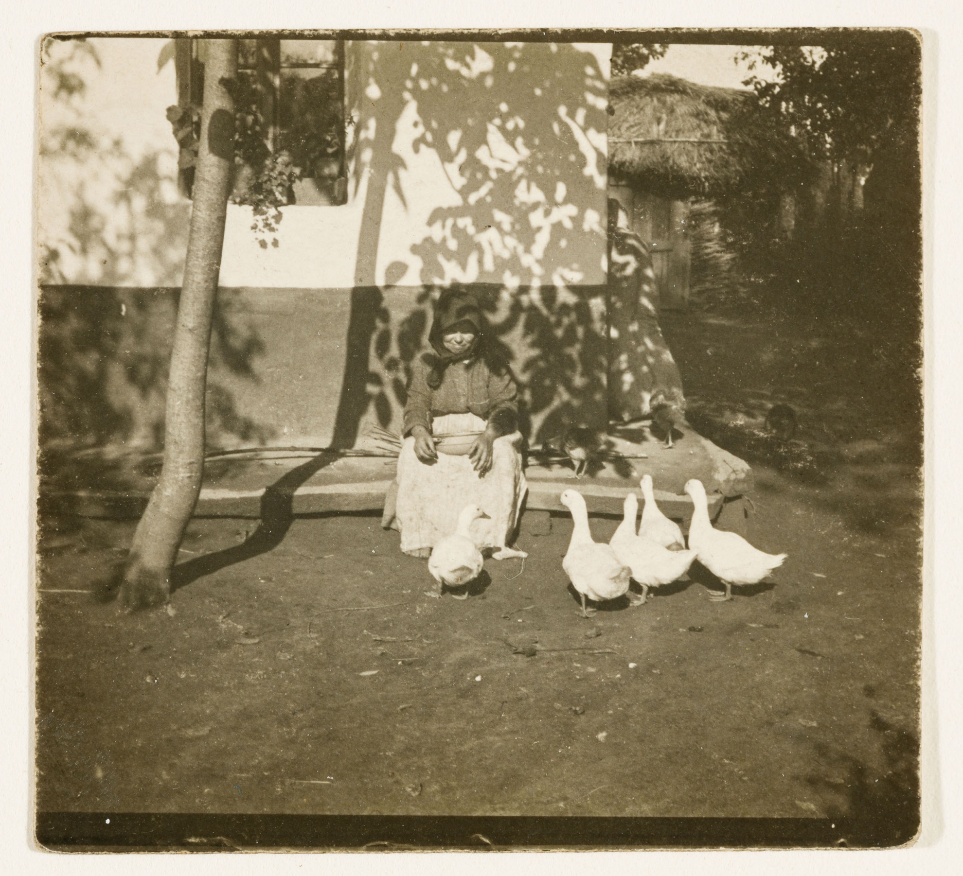 Feeding Ducks, Tisza-Szalka (The Salgo Trust for Education CC BY-NC-SA)
