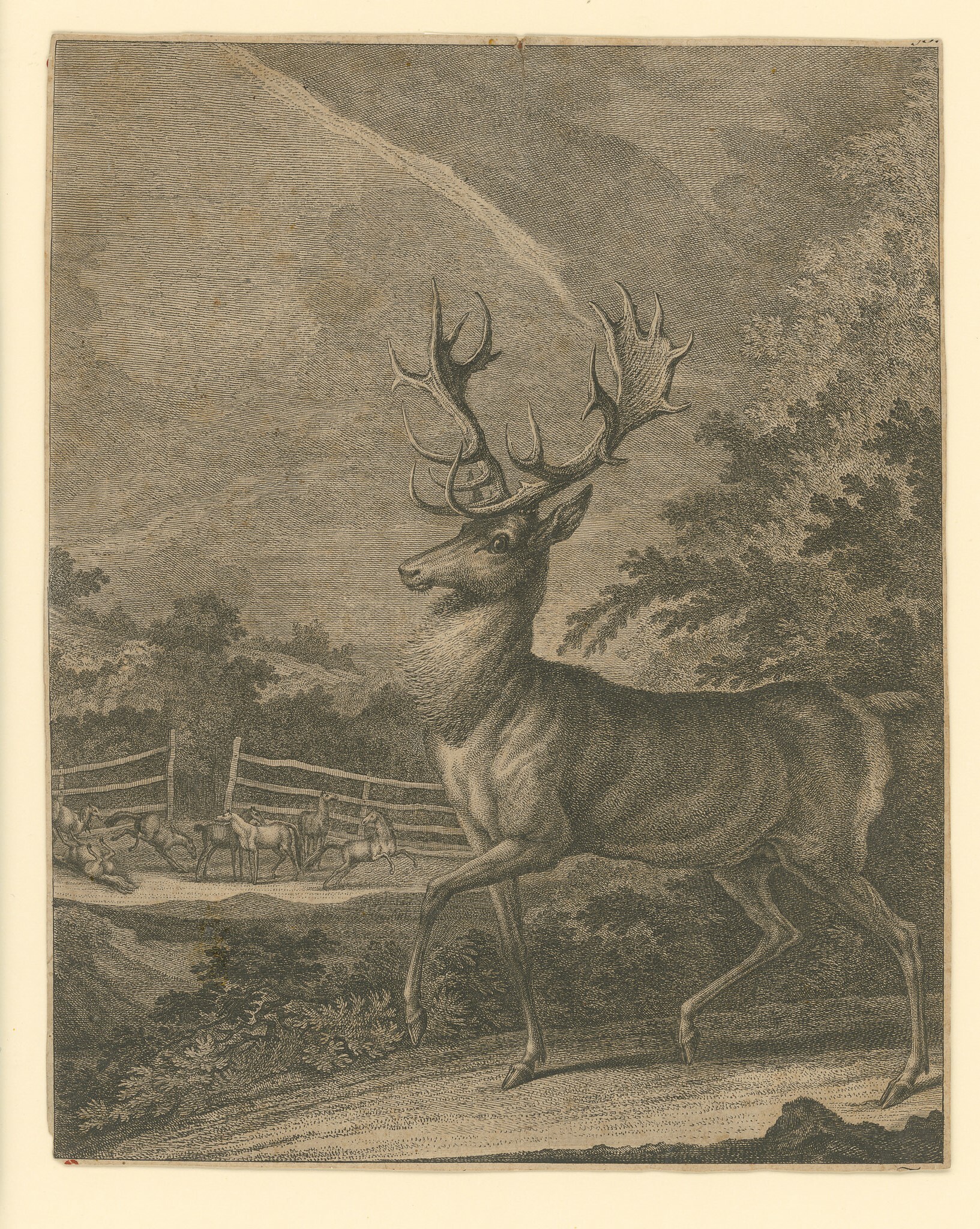 Kupferstich mit Nahansicht eines Hirsches im Wald (Museen Burg Altena CC BY-NC-SA)