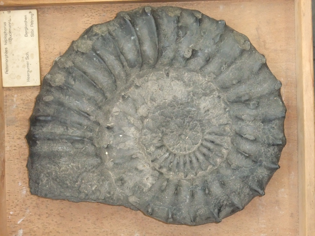Ammonit Peltomorphites (Geomuseum der WWU Münster CC BY-NC-SA)