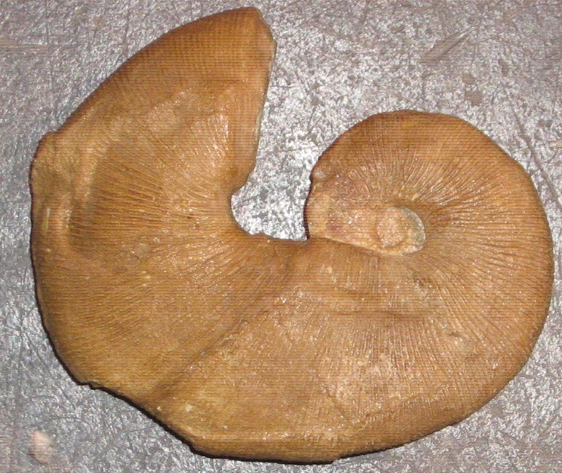 Ammonit Scaphites (Geomuseum der WWU Münster CC BY-NC-SA)