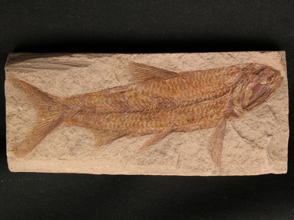 Knochenfisch Sardinius (Geomuseum der WWU Münster CC BY-NC-SA)