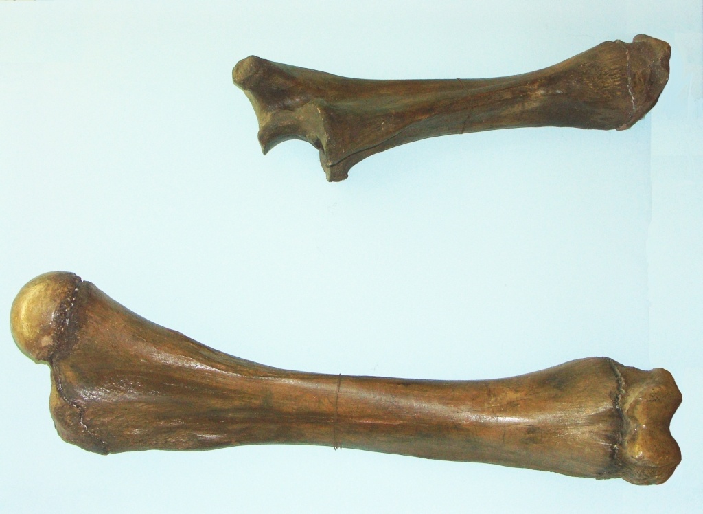 Steppenmammut (Arm) (Geomuseum der WWU Münster CC BY-NC-SA)
