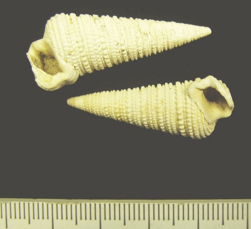 Schlammkriecher-Schnecke Tympanotonus (Geomuseum der WWU Münster CC BY-NC-SA)