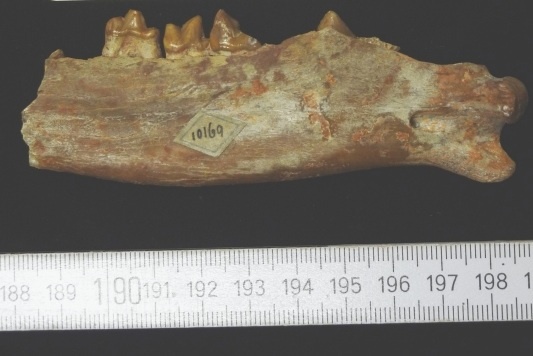 Unterkiefer des Urraubtieres Hyaenodon (Geomuseum der WWU Münster CC BY-NC-SA)