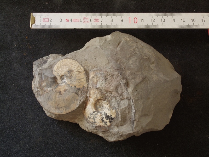 Ammonit Platylenticeras (Geomuseum der WWU Münster CC BY-NC-SA)