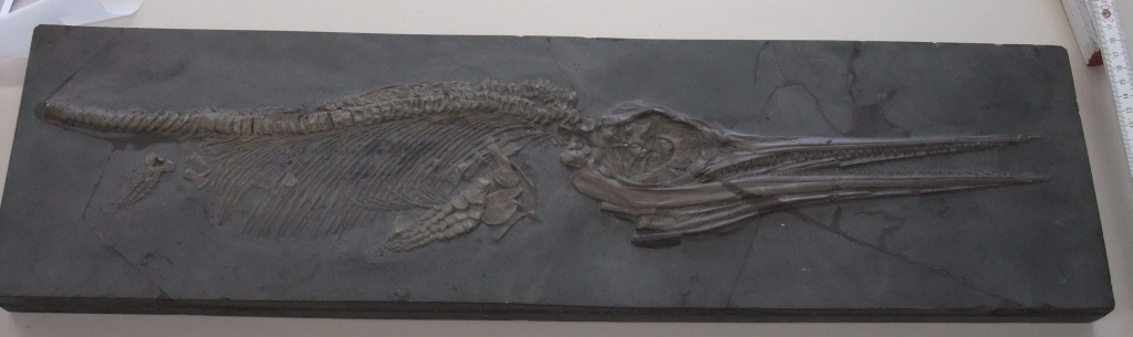 Ichthyosaurier Stenopterygius (Geomuseum der WWU Münster CC BY-NC-SA)