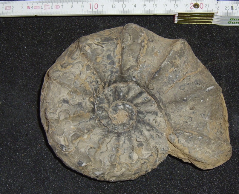 Ammonit Ceratites Nodosus Geomuseum Der Wwu Munster Museum Digital Westfalen