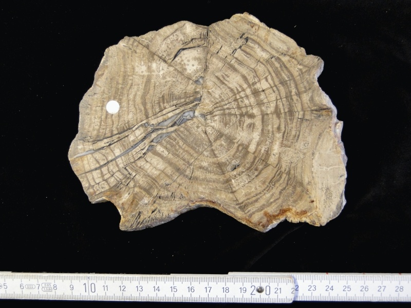 Stamm Callixylon der Gefäßsporenpflanze Archaeopteris (Geomuseum der WWU Münster CC BY-NC-SA)