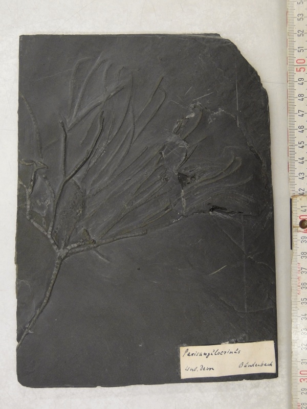 Seelilie Parisangulocrinus (Geomuseum der WWU Münster CC BY-NC-SA)