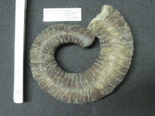 Nautiloidee Homadelphoceras (Geomuseum der WWU Münster CC BY-NC-SA)