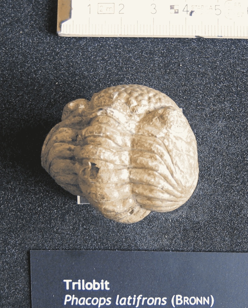 Trilobit Phacops (Geomuseum der WWU Münster CC BY-NC-SA)