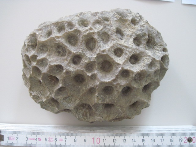Koralle Cyathophyllum (Geomuseum der WWU Münster CC BY-NC-SA)