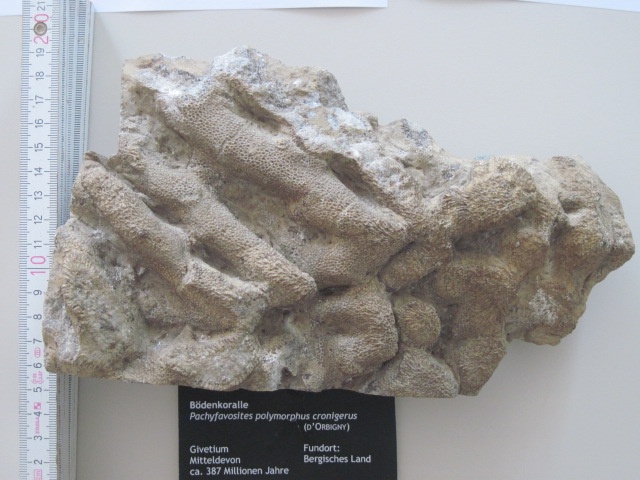 Koralle Pachyfavosites (Geomuseum der WWU Münster CC BY-NC-SA)