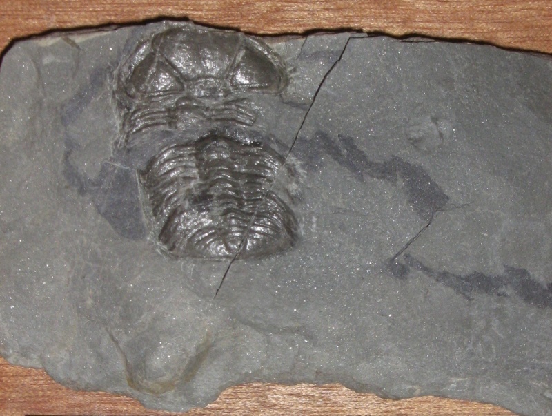 Trilobit Trimerocephalus (Geomuseum der WWU Münster CC BY-NC-SA)
