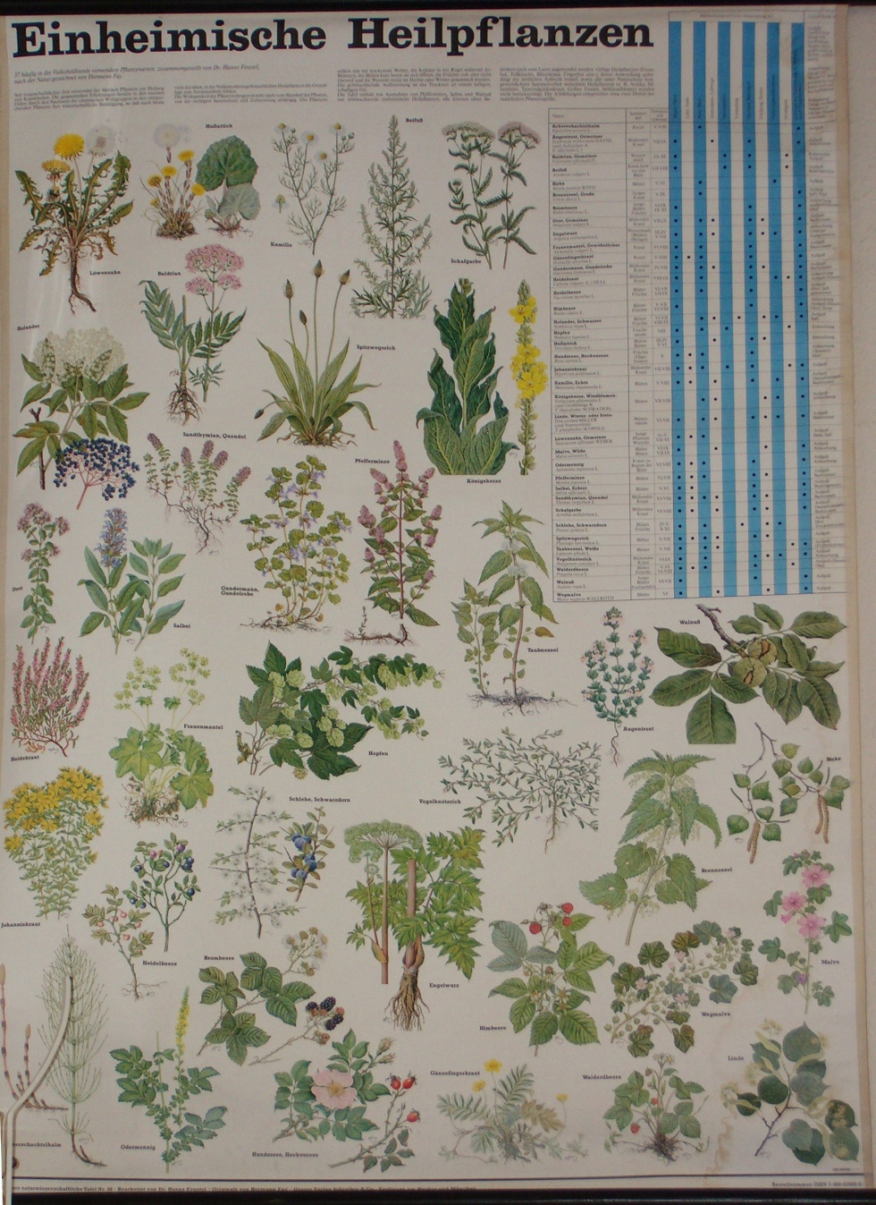 Wandkarte &quot;Einheimische Heilpflanzen&quot; (Heimatmuseum der Stadt Marsberg CC BY-NC-SA)