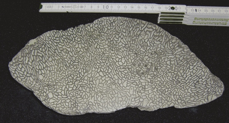 Koralle Halysites (Geomuseum der WWU Münster CC BY-NC-SA)