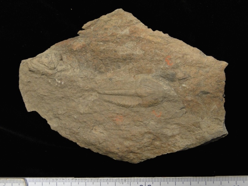 Trilobit Bailiaspis (Geomuseum der WWU Münster CC BY-NC-SA)