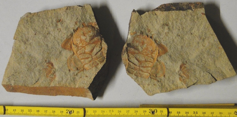 Trilobit Eccaparadoxides cf. pradoanus (Verneuil & Barrande) (Geomuseum der WWU Münster CC BY-NC-SA)