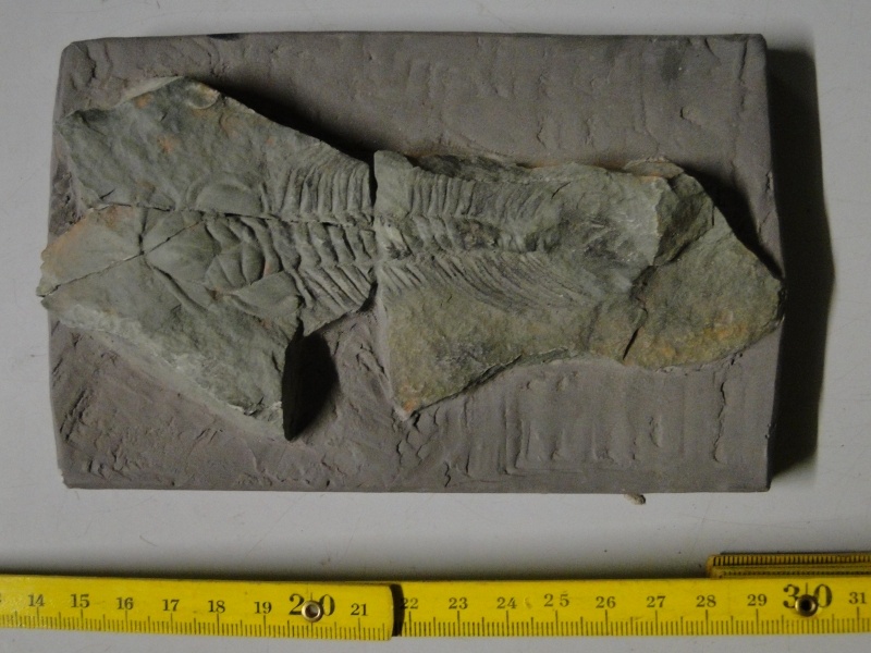 Trilobit Paradoxides (Geomuseum der WWU Münster CC BY-NC-SA)