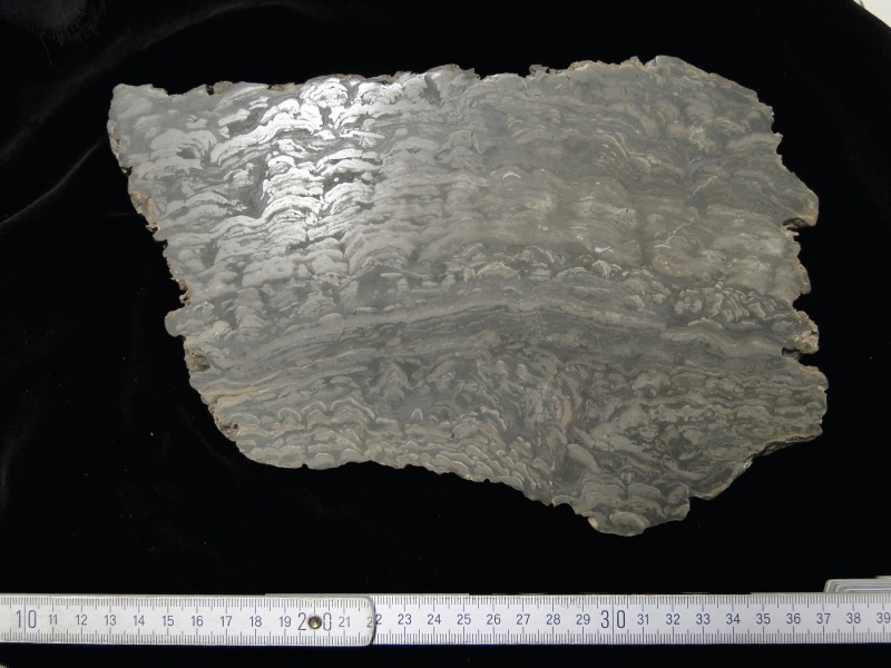 Stromatolith aus Omberg, Schweden (Dr. Markus Bertling, Geomuseum der WWU Münster CC BY-NC-SA)